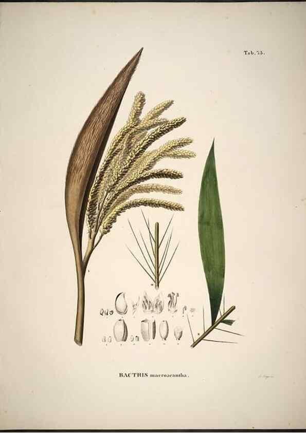 Reproducción/Reproduction 49785118428: Historia naturalis palmarum. Lipsiae: T.O. Weigel, [1823-50]. 