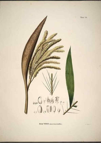 Reproducción/Reproduction 49785118428: Historia naturalis palmarum. Lipsiae: T.O. Weigel, [1823-50]. 