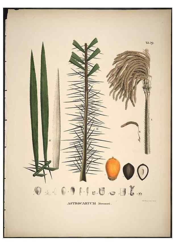 Reproducción/Reproduction 49785973097: Historia naturalis palmarum. Lipsiae: T.O. Weigel, [1823-50]. 
