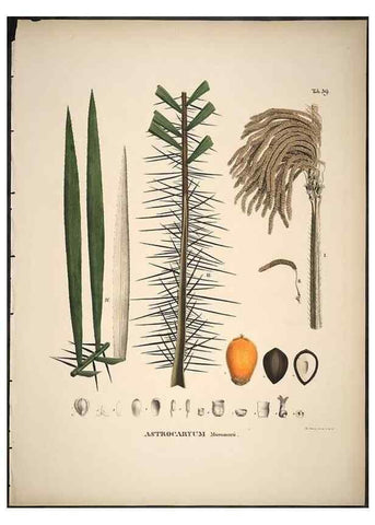 Reproducción/Reproduction 49785973097: Historia naturalis palmarum. Lipsiae: T.O. Weigel, [1823-50]. 