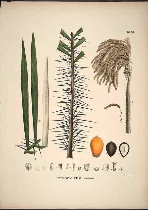 Reproducción/Reproduction 49785973097: Historia naturalis palmarum. Lipsiae: T.O. Weigel, [1823-50]. 