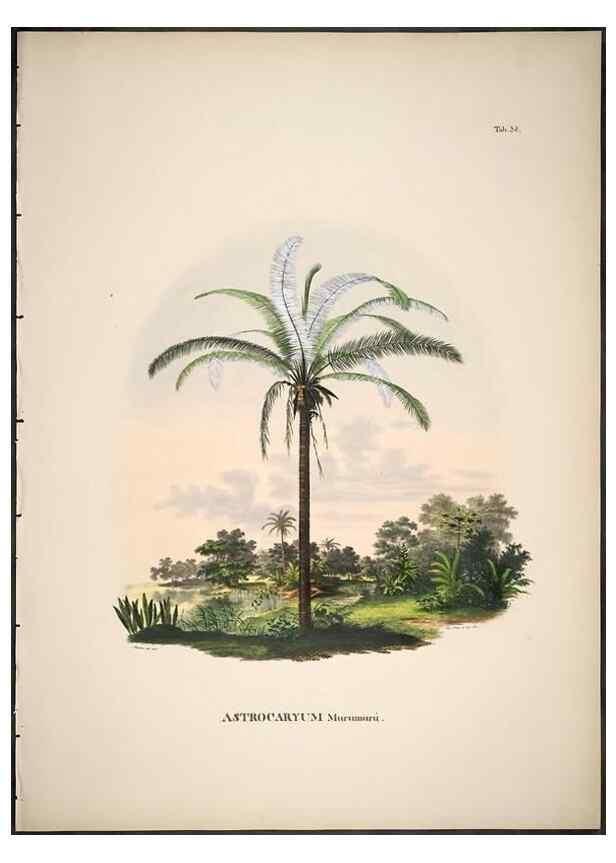 Reproducción/Reproduction 49785972897: Historia naturalis palmarum. Lipsiae: T.O. Weigel, [1823-50]. 