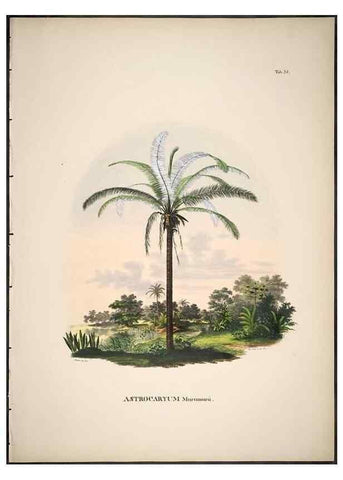 Reproducción/Reproduction 49785972897: Historia naturalis palmarum. Lipsiae: T.O. Weigel, [1823-50]. 