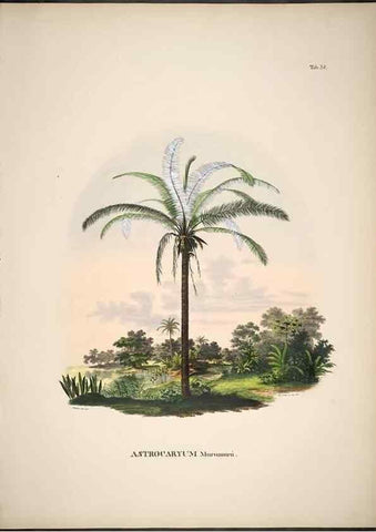 Reproducción/Reproduction 49785972897: Historia naturalis palmarum. Lipsiae: T.O. Weigel, [1823-50]. 