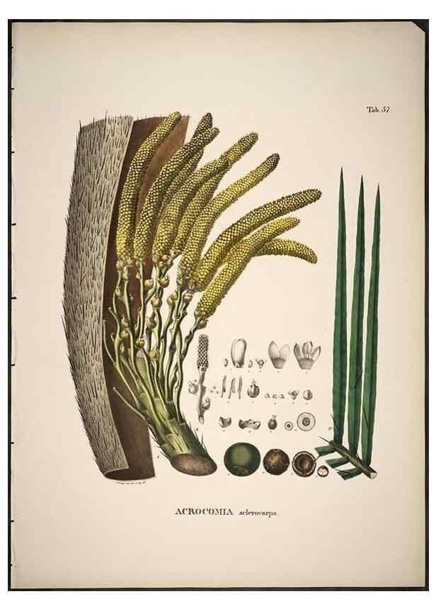 Reproducción/Reproduction 49785972682: Historia naturalis palmarum. Lipsiae: T.O. Weigel, [1823-50]. 