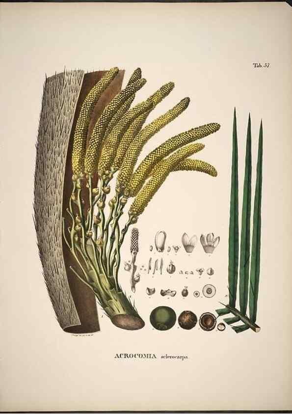 Reproducción/Reproduction 49785972682: Historia naturalis palmarum. Lipsiae: T.O. Weigel, [1823-50]. 