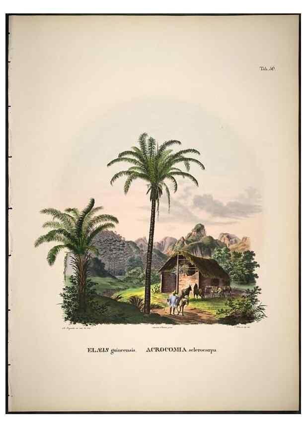 Reproducción/Reproduction 49785114618: Historia naturalis palmarum. Lipsiae: T.O. Weigel, [1823-50]. 