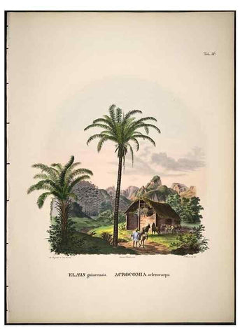 Reproducción/Reproduction 49785114618: Historia naturalis palmarum. Lipsiae: T.O. Weigel, [1823-50]. 