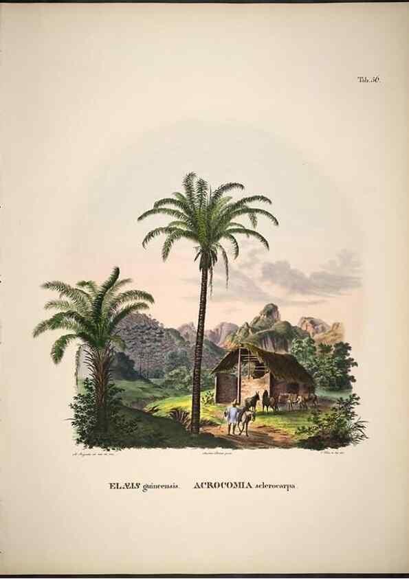 Reproducción/Reproduction 49785114618: Historia naturalis palmarum. Lipsiae: T.O. Weigel, [1823-50]. 