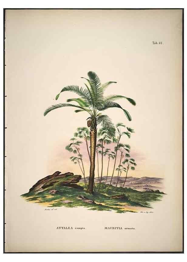 Reproducción/Reproduction 49785968742: Historia naturalis palmarum. Lipsiae: T.O. Weigel, [1823-50]. 