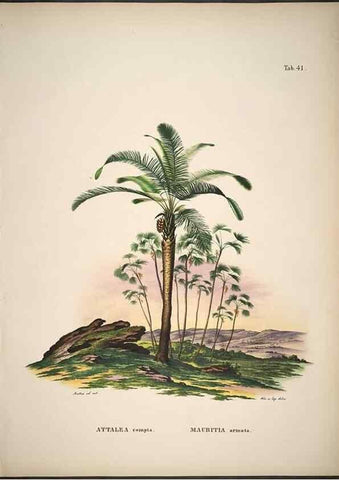Reproducción/Reproduction 49785968742: Historia naturalis palmarum. Lipsiae: T.O. Weigel, [1823-50]. 