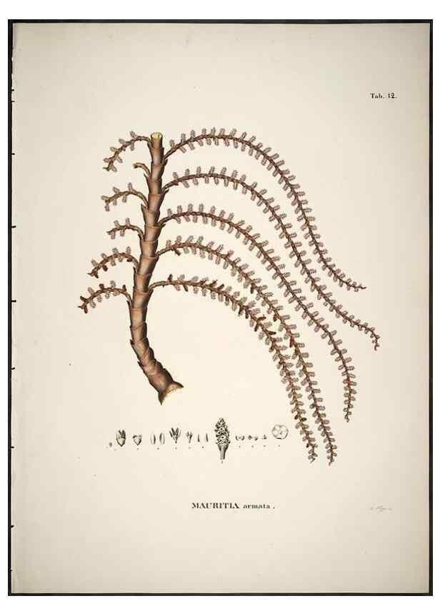 Reproducción/Reproduction 49785968987: Historia naturalis palmarum. Lipsiae: T.O. Weigel, [1823-50]. 