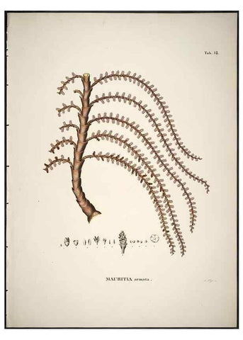 Reproducción/Reproduction 49785968987: Historia naturalis palmarum. Lipsiae: T.O. Weigel, [1823-50]. 
