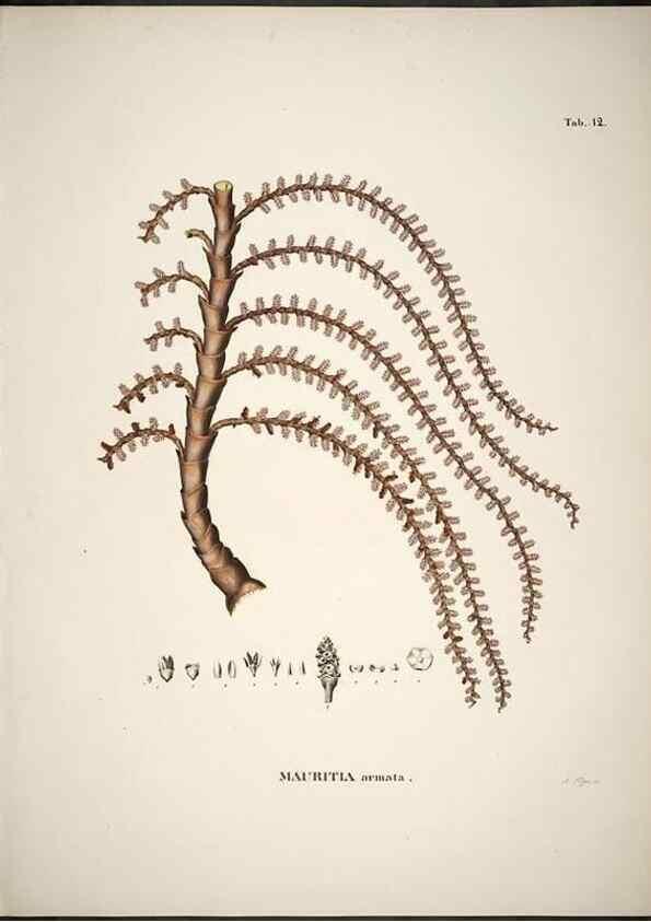 Reproducción/Reproduction 49785968987: Historia naturalis palmarum. Lipsiae: T.O. Weigel, [1823-50]. 