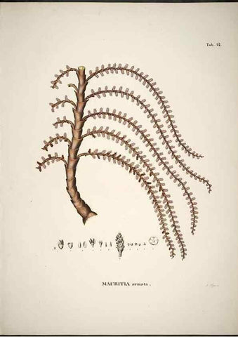 Reproducción/Reproduction 49785968987: Historia naturalis palmarum. Lipsiae: T.O. Weigel, [1823-50]. 