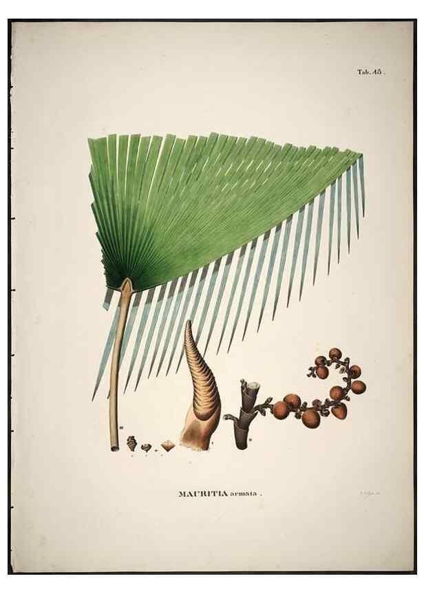 Reproducción/Reproduction 49785111468: Historia naturalis palmarum. Lipsiae: T.O. Weigel, [1823-50]. 