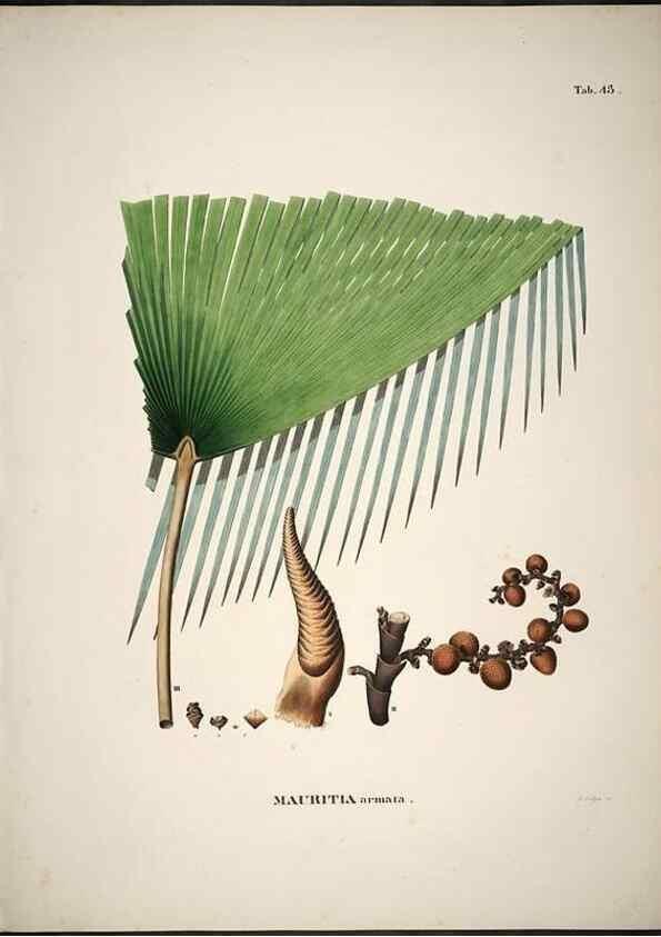 Reproducción/Reproduction 49785111468: Historia naturalis palmarum. Lipsiae: T.O. Weigel, [1823-50]. 