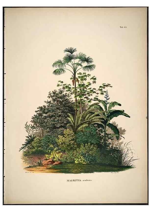 Reproducción/Reproduction 49785647206: Historia naturalis palmarum. Lipsiae: T.O. Weigel, [1823-50]. 