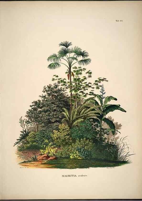 Reproducción/Reproduction 49785647206: Historia naturalis palmarum. Lipsiae: T.O. Weigel, [1823-50]. 
