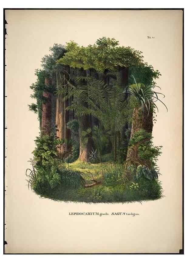 Reproducción/Reproduction 49785112058: Historia naturalis palmarum. Lipsiae: T.O. Weigel, [1823-50]. 