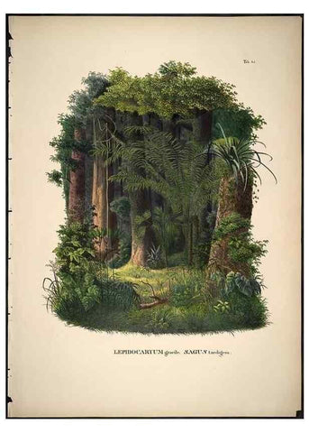 Reproducción/Reproduction 49785112058: Historia naturalis palmarum. Lipsiae: T.O. Weigel, [1823-50]. 