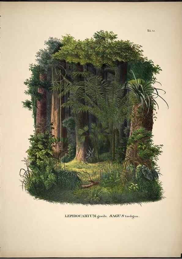 Reproducción/Reproduction 49785112058: Historia naturalis palmarum. Lipsiae: T.O. Weigel, [1823-50]. 