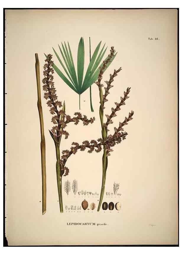 Reproducción/Reproduction 49785112308: Historia naturalis palmarum. Lipsiae: T.O. Weigel, [1823-50]. 
