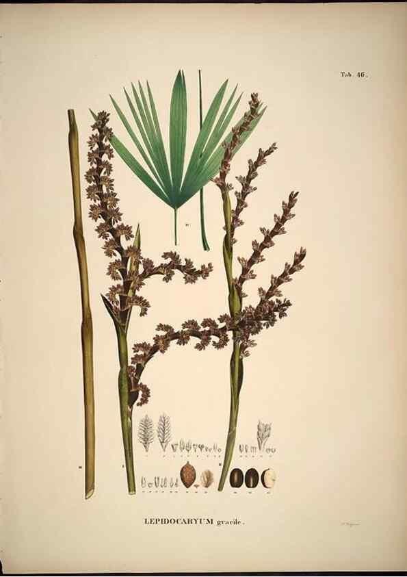 Reproducción/Reproduction 49785112308: Historia naturalis palmarum. Lipsiae: T.O. Weigel, [1823-50]. 