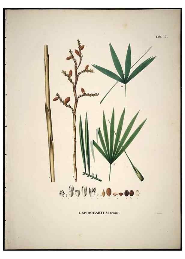 Reproducción/Reproduction 49785970252: Historia naturalis palmarum. Lipsiae: T.O. Weigel, [1823-50]. 