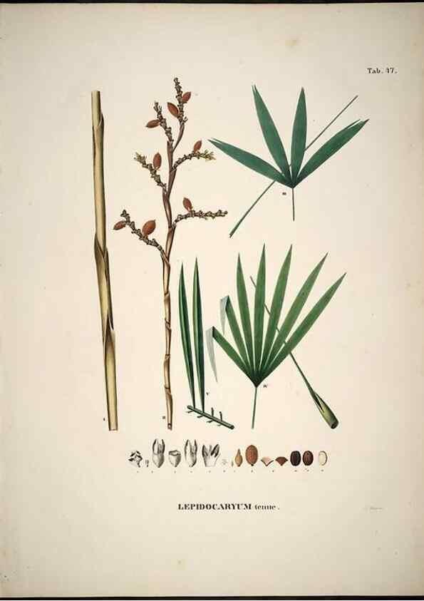 Reproducción/Reproduction 49785970252: Historia naturalis palmarum. Lipsiae: T.O. Weigel, [1823-50]. 