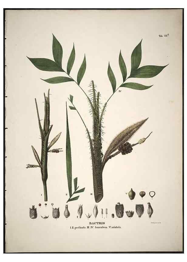 Reproducción/Reproduction 49785118623: Historia naturalis palmarum. Lipsiae: T.O. Weigel, [1823-50]. 