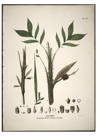 Reproducción/Reproduction 49785118623: Historia naturalis palmarum. Lipsiae: T.O. Weigel, [1823-50]. 