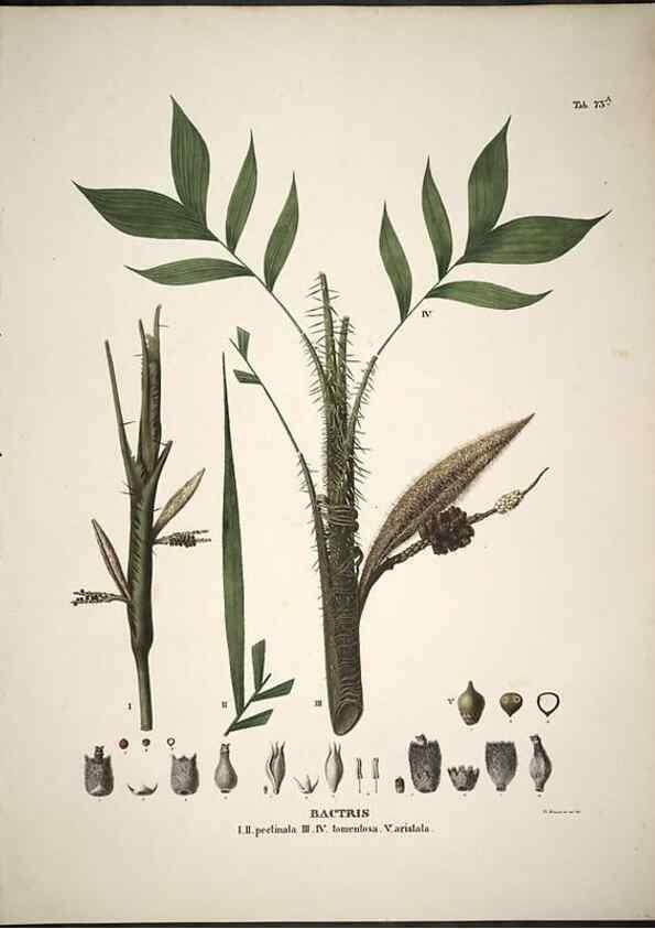 Reproducción/Reproduction 49785118623: Historia naturalis palmarum. Lipsiae: T.O. Weigel, [1823-50]. 
