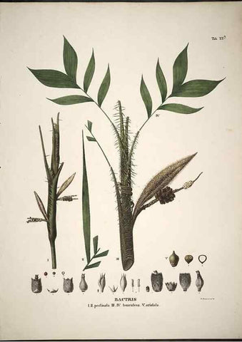 Reproducción/Reproduction 49785118623: Historia naturalis palmarum. Lipsiae: T.O. Weigel, [1823-50]. 