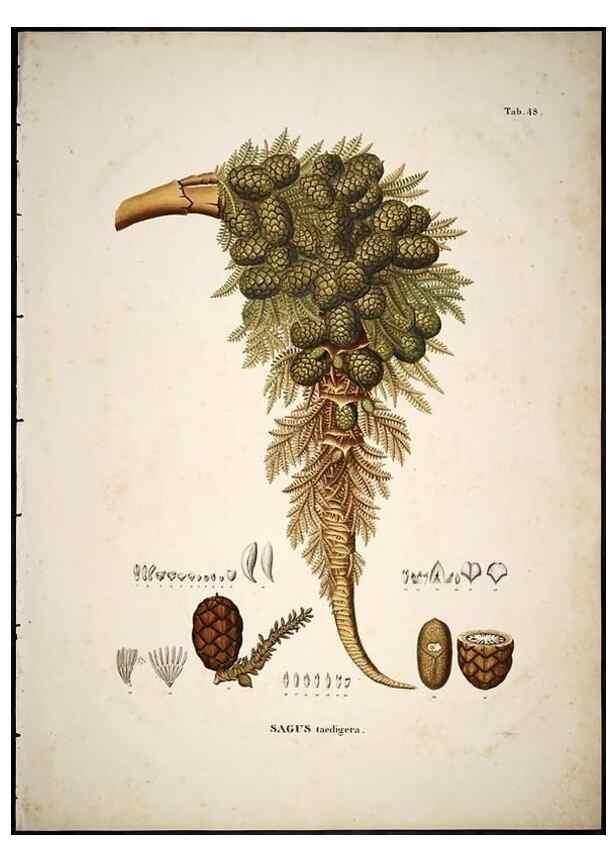 Reproducción/Reproduction 49785648086: Historia naturalis palmarum. Lipsiae: T.O. Weigel, [1823-50]. 