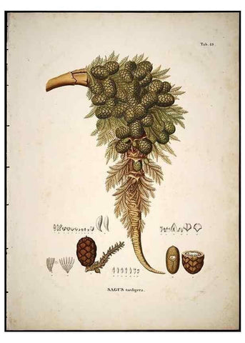 Reproducción/Reproduction 49785648086: Historia naturalis palmarum. Lipsiae: T.O. Weigel, [1823-50]. 