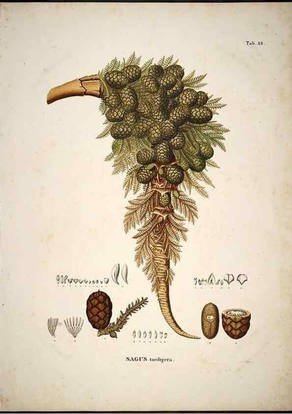 Reproducción/Reproduction 49785648086: Historia naturalis palmarum. Lipsiae: T.O. Weigel, [1823-50]. 