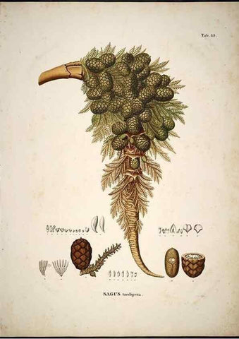 Reproducción/Reproduction 49785648086: Historia naturalis palmarum. Lipsiae: T.O. Weigel, [1823-50]. 