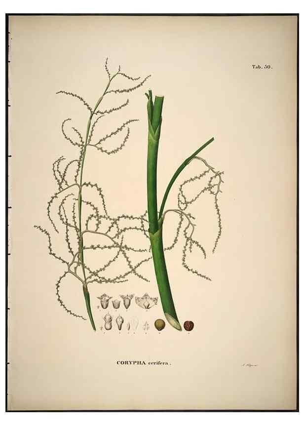 Reproducción/Reproduction 49785648561: Historia naturalis palmarum. Lipsiae: T.O. Weigel, [1823-50]. 