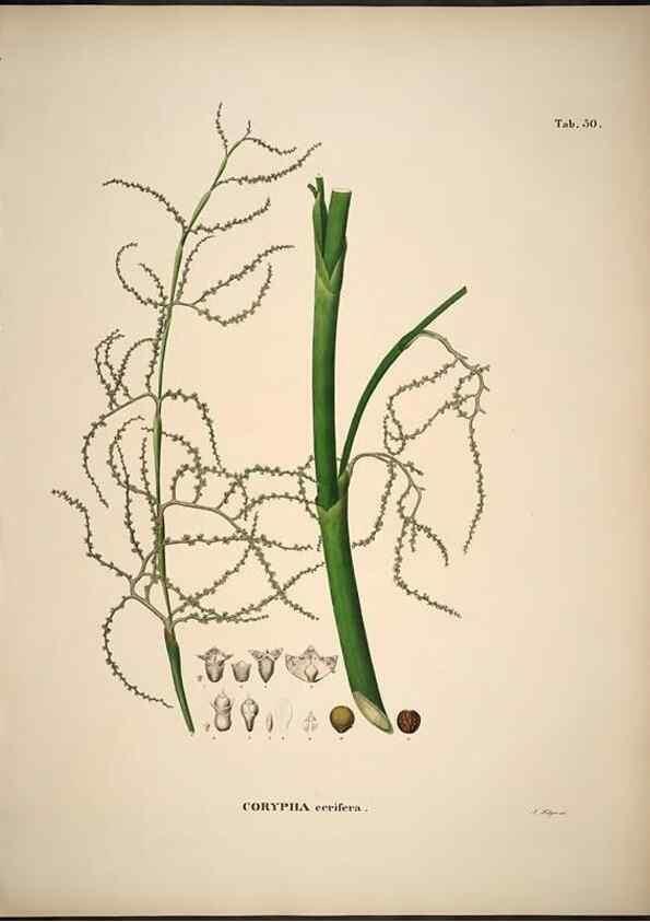 Reproducción/Reproduction 49785648561: Historia naturalis palmarum. Lipsiae: T.O. Weigel, [1823-50]. 