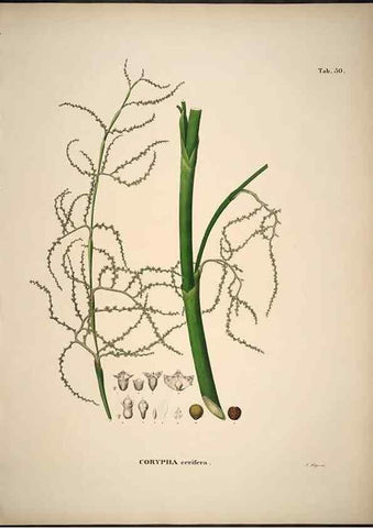 Reproducción/Reproduction 49785648561: Historia naturalis palmarum. Lipsiae: T.O. Weigel, [1823-50]. 