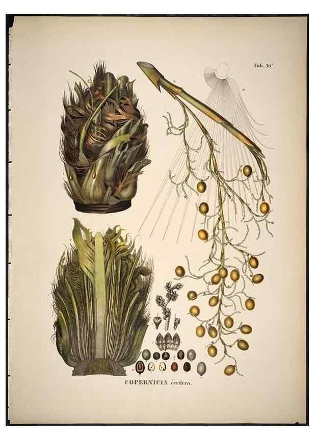 Reproducción/Reproduction 49785971172: Historia naturalis palmarum. Lipsiae: T.O. Weigel, [1823-50]. 