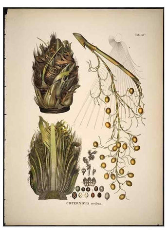 Reproducción/Reproduction 49785971172: Historia naturalis palmarum. Lipsiae: T.O. Weigel, [1823-50]. 
