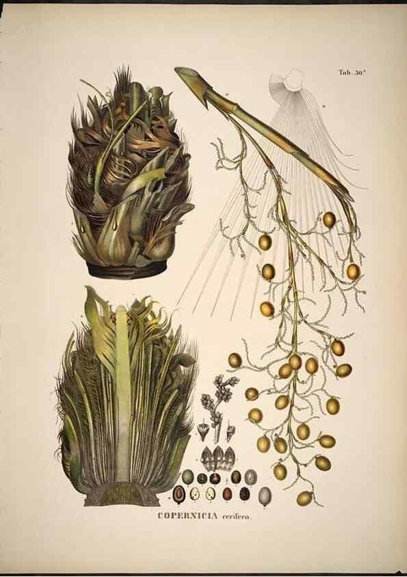 Reproducción/Reproduction 49785971172: Historia naturalis palmarum. Lipsiae: T.O. Weigel, [1823-50]. 