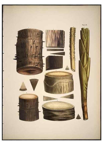 Reproducción/Reproduction 49785113588: Historia naturalis palmarum. Lipsiae: T.O. Weigel, [1823-50]. 
