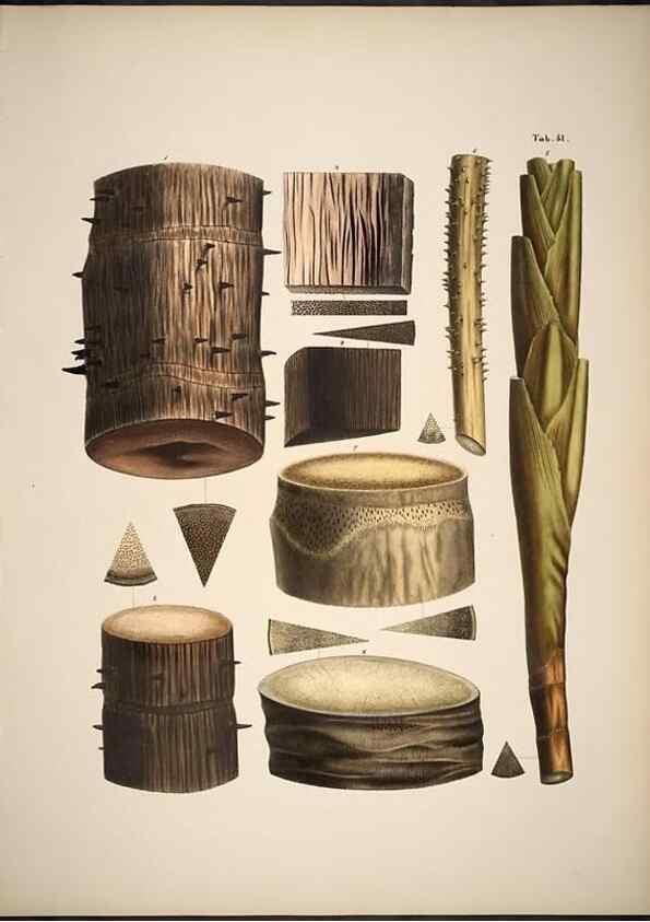 Reproducción/Reproduction 49785113588: Historia naturalis palmarum. Lipsiae: T.O. Weigel, [1823-50]. 