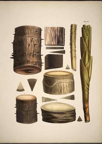 Reproducción/Reproduction 49785113588: Historia naturalis palmarum. Lipsiae: T.O. Weigel, [1823-50]. 