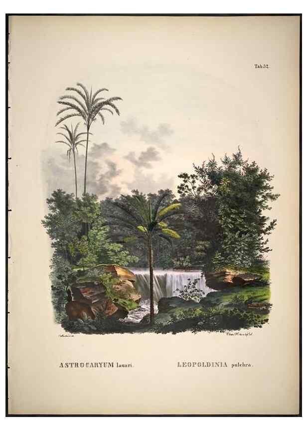 Reproducción/Reproduction 49785113818: Historia naturalis palmarum. Lipsiae: T.O. Weigel, [1823-50]. 