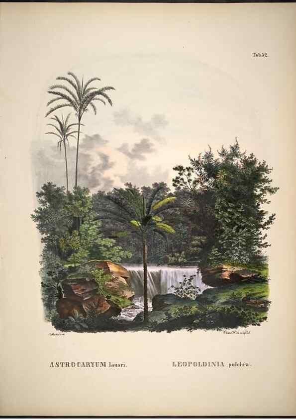 Reproducción/Reproduction 49785113818: Historia naturalis palmarum. Lipsiae: T.O. Weigel, [1823-50]. 