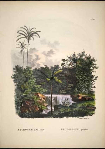 Reproducción/Reproduction 49785113818: Historia naturalis palmarum. Lipsiae: T.O. Weigel, [1823-50]. 
